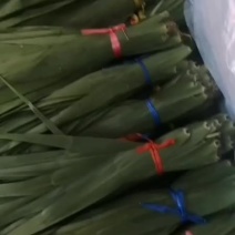 盘锦芦苇粽叶苇叶