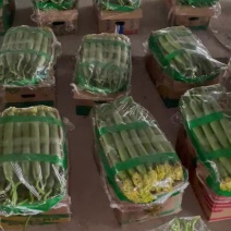 丝瓜西红柿大量走货