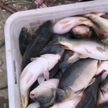 裸鲤裸鲤
