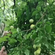 青梅正式开始采摘，