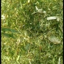 青储饲料，牛羊草，德州乐陵玉米秸秆青储饲料