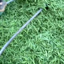 长寿仁碗豆