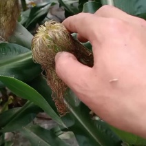 玉米