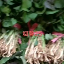 出售红薯苗