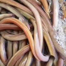 本港血鳗