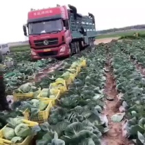 甘蓝大量上市，价格美丽
