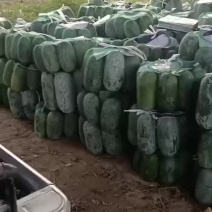 大量冬瓜上市耐运输
