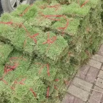 台湾草
