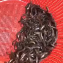 坭鳅鱼苗-生长速度快-品种优良-抗病力强-全国发货