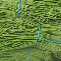 湖北荆州豆角大量上市了，需要的老板联系我