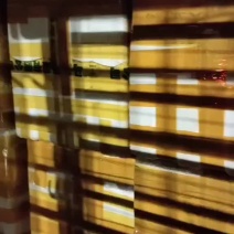 鸽天下