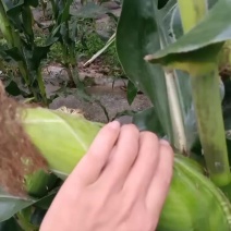 白糯玉米
