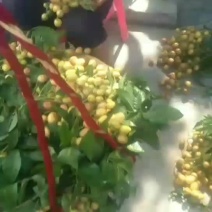 黄皮