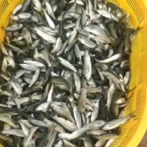 草鱼苗