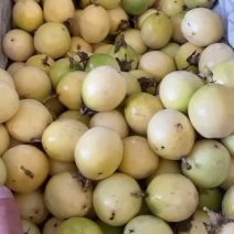 黄金百香果