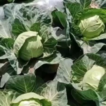 供应甘蓝