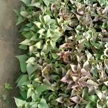 红薯苗直销直销辽宁鞍山海城