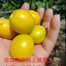 珍珠油杏