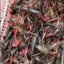 小龙虾养殖批发