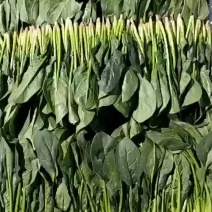 菠菜