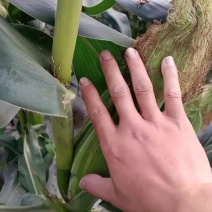 白糯玉米