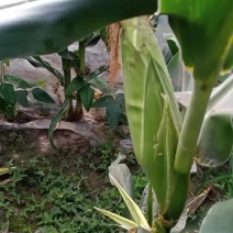 白糯玉米
