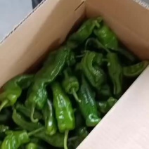 辣椒，精品秋椒大量供应，需要的联系，可提供找车