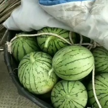 早春红玉小西瓜早春红玉小西瓜早春红玉小西瓜早春红玉小西瓜