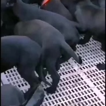 供应，黑狼犬，马犬，拉布拉多犬，金毛犬，品种多样，价格便