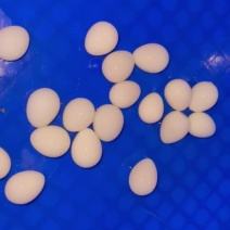 熟去皮去壳鹌鹑蛋