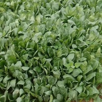 菠菜