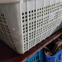 短苗，今天出货第一车，一小时后再发一车佛手瓜尖，龙须菜