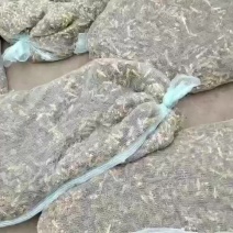 出售批发速冻蚂蚱活体蚂蚱蝗虫