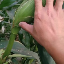 小甜糯