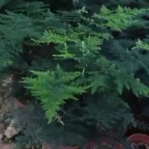 文竹室内观叶绿植网红同款净化空气产地直销网红电商合作