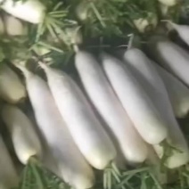 贵州毕节威宁白萝卜均重2-3斤货源保证自家种植