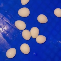 去皮去壳熟鹌鹑蛋