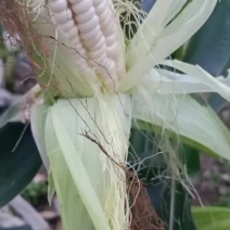 小甜糯