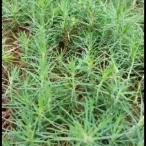 黑松芽苗造林苗园林绿化庭院景观树杯苗基地直发