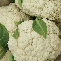 高原夏菜质量好颜色正，保质保险保色期间长