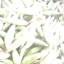 白糯玉米
