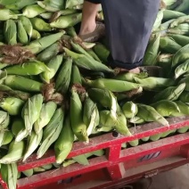 白糯玉米