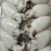 墨鱼仔/三去墨丁/单冻母墨鱼仔/冰冻墨鱼仔，一手货源
