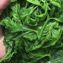 易农果蔬冻品250克包装桑芽菜