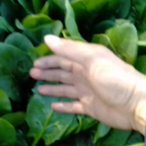菠菜