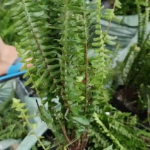 排骨草保证质量严守把关货到出现类似规格问题、不对