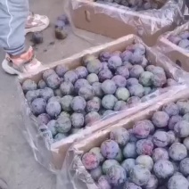 五月脆李子大量上市，一手货源，量大从优，欢迎来电