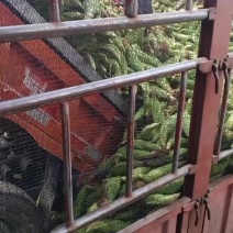 小甜糯