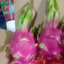 火龙果精品越南小白心糖度高17