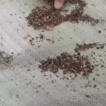 烘干苹果渣烘干苹果渣，效果好